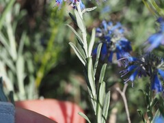 Moltkia petraea, photograph (c) Louis Aureglia, some rights reserved (CC BY)