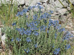 Moltkia petraea, photograph (c) Louis Aureglia, some rights reserved (CC BY)