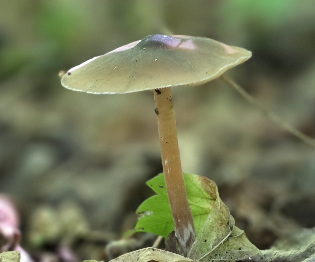 Psilocybe caerulescens · June 2026 · photo: Photo: no rights reserved · iNaturalist