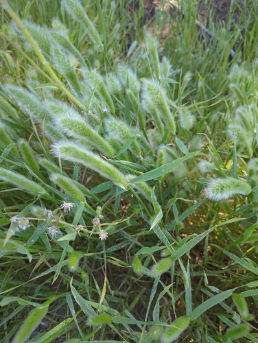 rabbitfoot grass