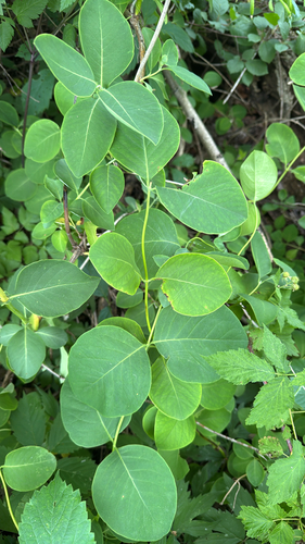 Lonicera reticulata, photograph 3