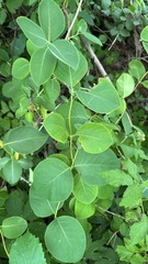 Lonicera reticulata, photograph (c) Nic Tippery, some rights reserved (CC BY)