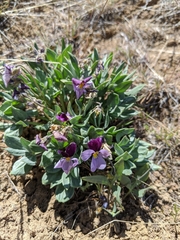 Viola trinervata
