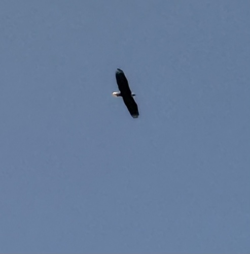 Bald Eagle