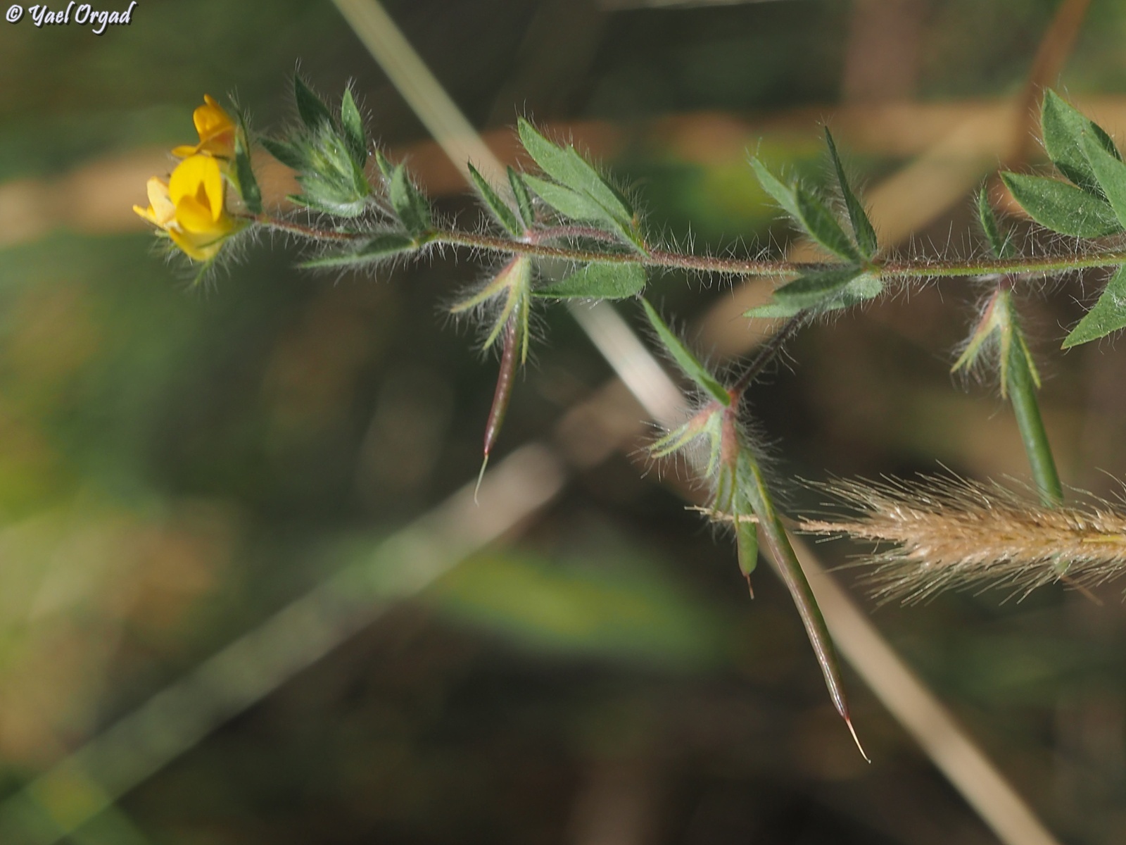 Marsh bird's-foot trefoil