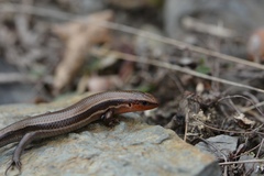 Plestiodon anthracinus anthracinus
