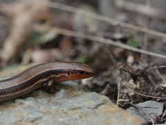 Plestiodon anthracinus anthracinus