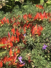 Lotus berthelotii