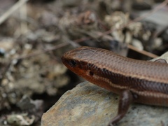 Plestiodon anthracinus anthracinus