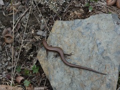 Plestiodon anthracinus anthracinus