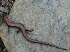 Plestiodon anthracinus anthracinus