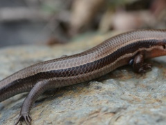 Plestiodon anthracinus anthracinus