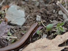 Plestiodon anthracinus anthracinus