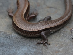 Plestiodon anthracinus anthracinus