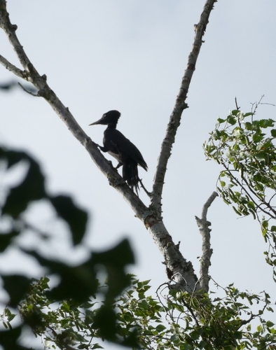 Black Woodpecker