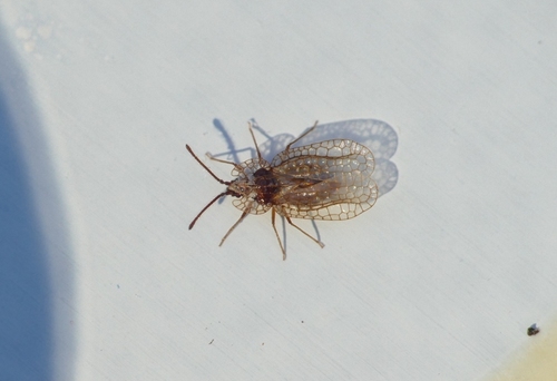 Foliaceous Lace Bug