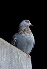 Columba guinea guinea