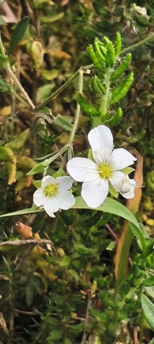 Arenaria montana, photograph 3