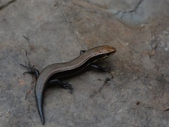 Plestiodon anthracinus anthracinus