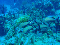 Haemulon carbonarium