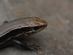Plestiodon anthracinus anthracinus