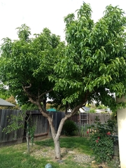 Prunus persica nucipersica