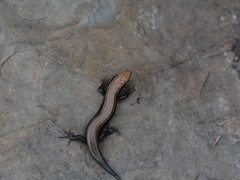 Plestiodon anthracinus anthracinus