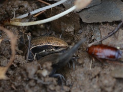 Plestiodon anthracinus anthracinus