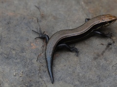 Plestiodon anthracinus anthracinus