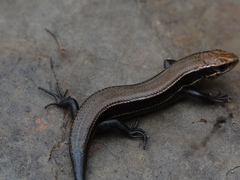 Plestiodon anthracinus anthracinus