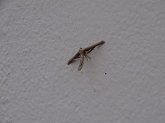 Meskea dyspteraria