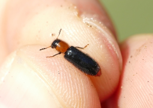 Dermestoides sanguinicollis