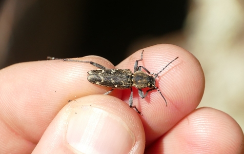 Aspen Zebra Beetle