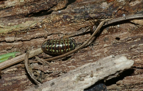 Painted Pill Woodlouse