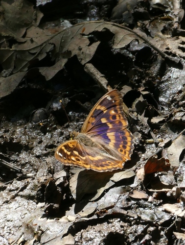 Lesser Purple Emperor