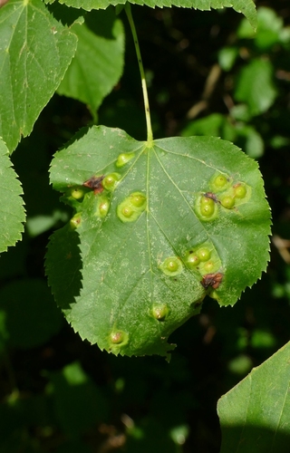 Linden gall midge