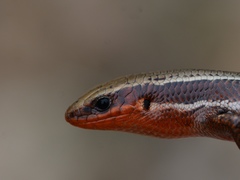 Plestiodon anthracinus anthracinus