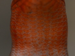 Plestiodon anthracinus anthracinus