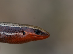 Plestiodon anthracinus anthracinus