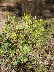 Stenanthera conostephioides