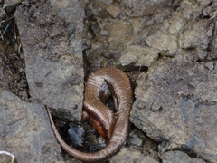 Plestiodon anthracinus anthracinus