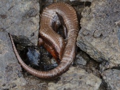 Plestiodon anthracinus anthracinus