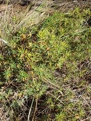 Stenanthera conostephioides