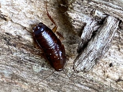 Parcoblatta pennsylvanica