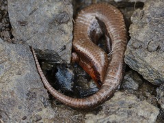 Plestiodon anthracinus anthracinus