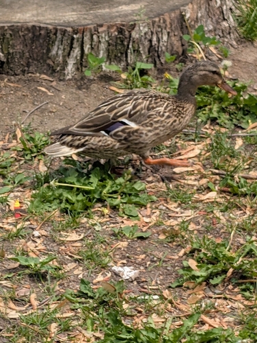 Mallard