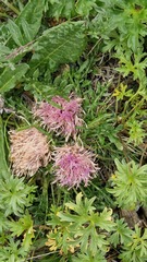 Jurinea moschus