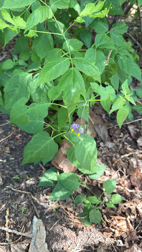 bittersweet nightshade
