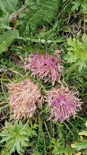 Jurinea moschus, photograph 2