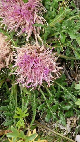 Jurinea moschus, photograph 3